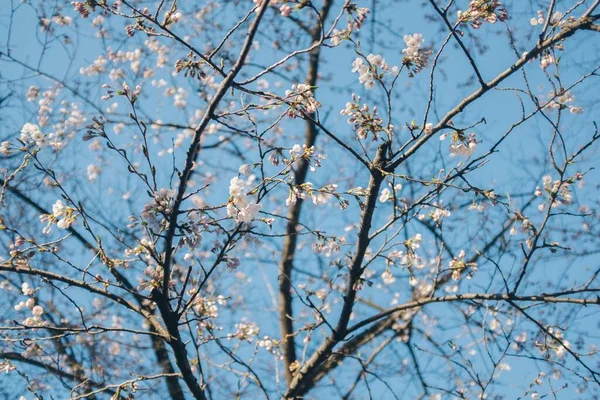 在加拿大多伦多蓝天的映衬下 盛开的树枝上绽放着花朵 — 图库照片