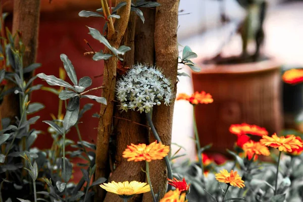 Tiro Close Uma Bela Laranja Flores Jardim — Fotografia de Stock