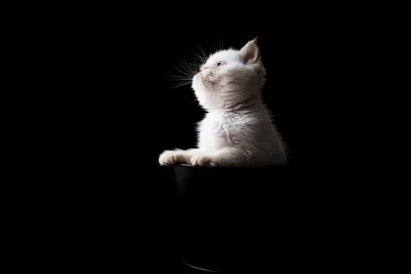 黒の背景をした籠から出てくる小さな白い子猫 — ストック写真