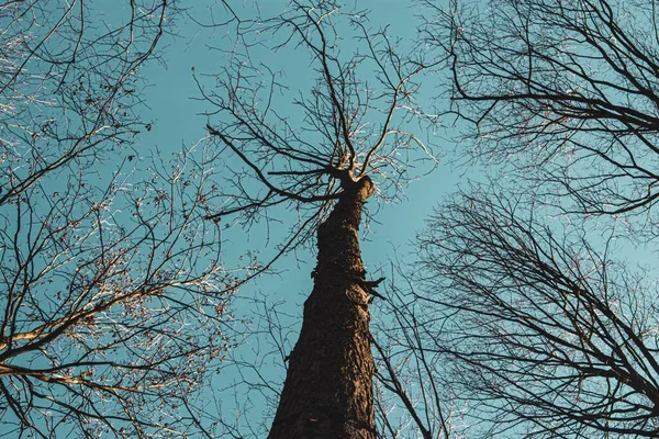 Låg Vinkel Skott Höga Träd Mot Blå Himmel Dagtid — Stockfoto