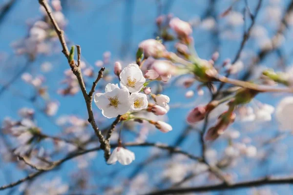 Filiais Uma Árvore Florescente Contra Céu Azul Toronto Canadá — Fotografia de Stock