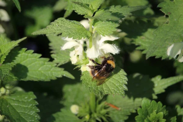 Ένα Κοντινό Πλάνο Μιας Μέλισσας Που Κάθεται Ένα Πράσινο Φύλλο — Φωτογραφία Αρχείου