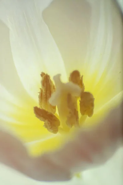 Крупним Планом Знімок Стигми Щелепи Білого Тюльпана — стокове фото