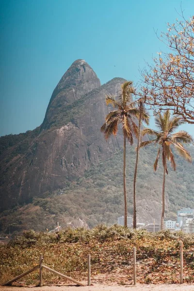 Vertical Shot Palm Trees Copacabana Beach — Stock Photo, Image