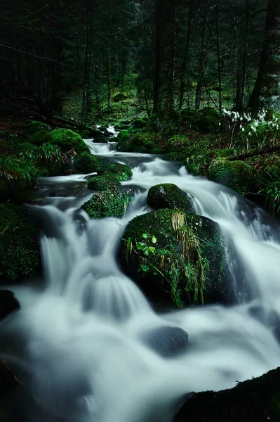 Vertikální Záběr Potoka Vody Lese — Stock fotografie