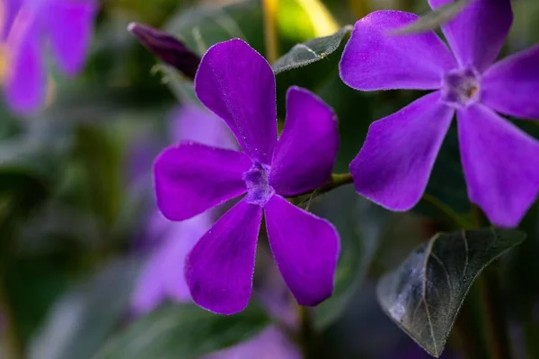 Närbild Bild Vackra Blinkande Blommor — Stockfoto