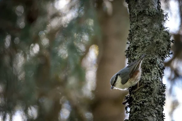 Selektiv Fokusbild Kungsfågel Trädgren — Stockfoto