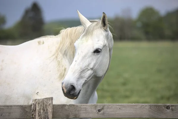 農地での白い馬の選択的フォーカスショット — ストック写真