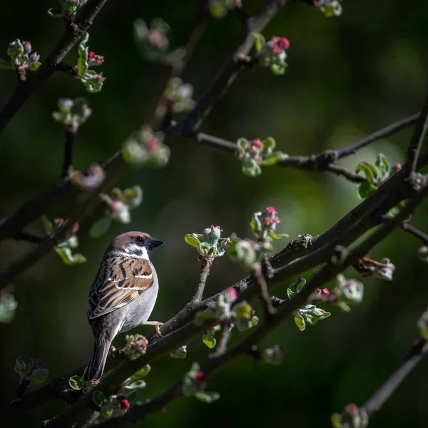 Een Selectieve Focusshot Van Een Koningsvogel Een Boomtak — Stockfoto