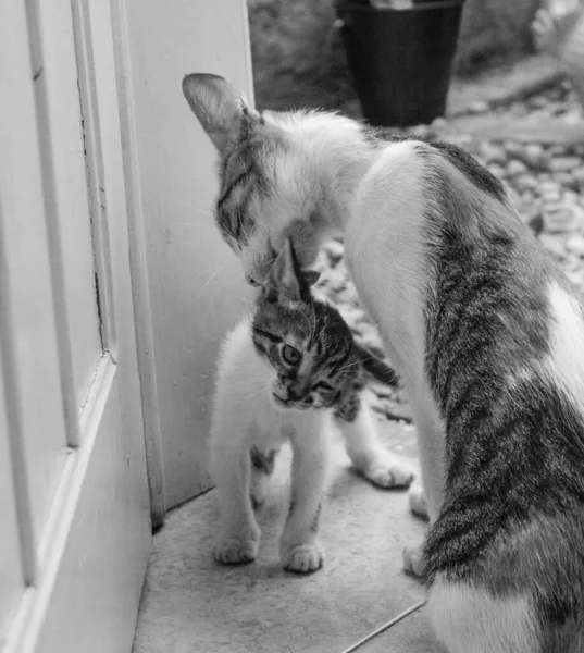 Alto Ângulo Greyscale Tiro Gato Beijando Seu Gatinho Quarto — Fotografia de Stock