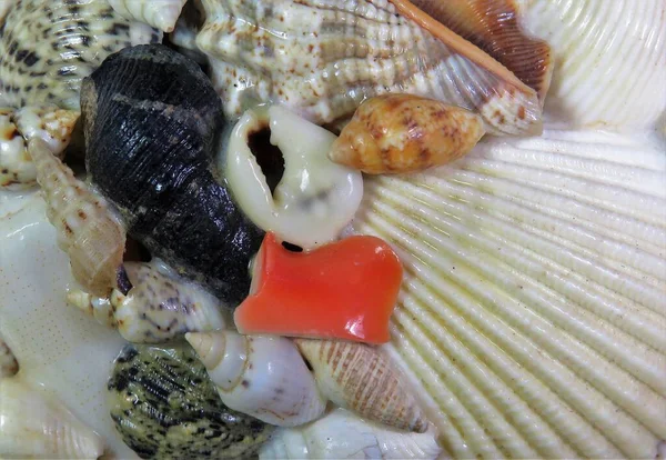 Closeup Different Seashells Side Side — Stock Photo, Image