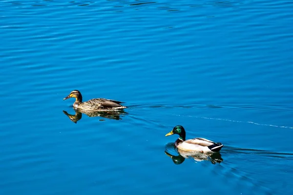 在阳光下 两只鸭子在湖上游泳 拍了一张高角的照片 — 图库照片