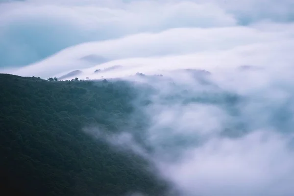 Denso Nevoeiro Que Cobre Floresta Escura Nas Montanhas — Fotografia de Stock