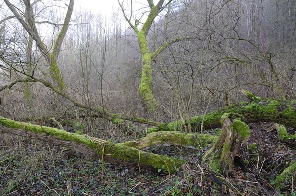 Enfoque Selectivo Árbol Gigante Molino Caído Bosque Cremoso —  Fotos de Stock