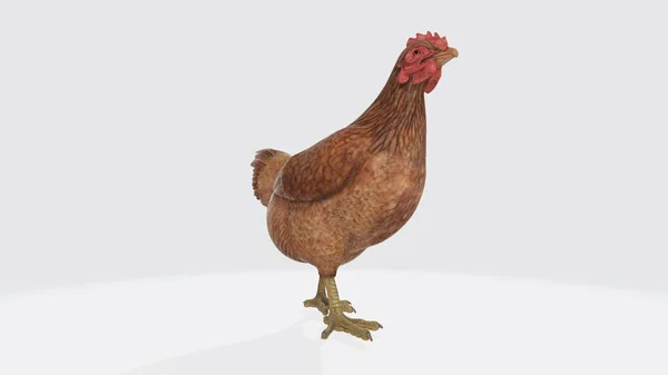 Illustration Chicken Chicken White Background Chicken Games — Stock Photo, Image