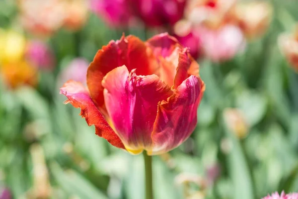 Die Tulpenblüte Auf Dem Feld Einem Sonnigen Tag — Stockfoto