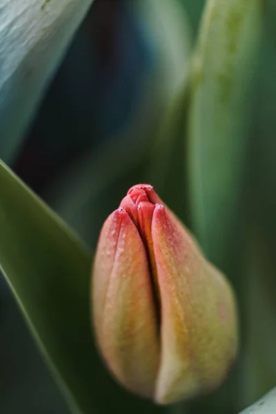 Tiro Close Vertical Uma Tulipa Amarelo Rosa Isolado Fundo Borrado — Fotografia de Stock