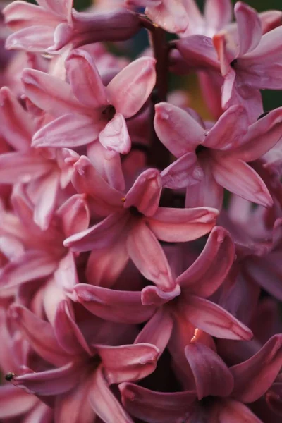 Zbliżenie Zdjęcie Hiacynt Kwiaty Najlepszy Tle — Zdjęcie stockowe