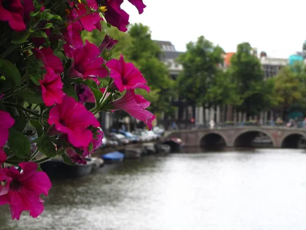 Amsterdam Niderlandy Lipca 2012 Fioletowe Kwiaty Ogrodowe Obok Kanału Pełnego — Zdjęcie stockowe