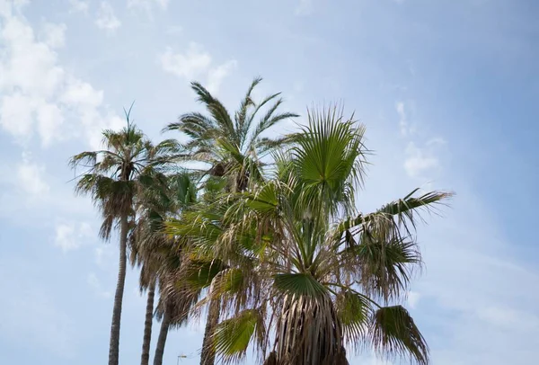 Disparo Vertical Bajo Ángulo Palmeras Que Brilla Bajo Sol Durante — Foto de Stock