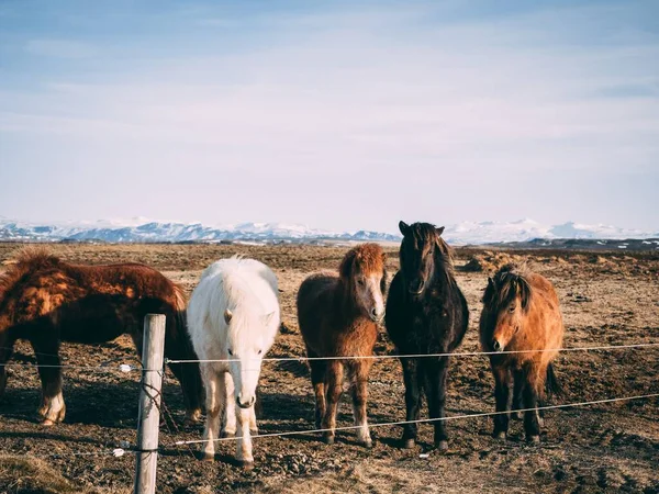 Caballos Diferentes Colores Pasto — Foto de Stock