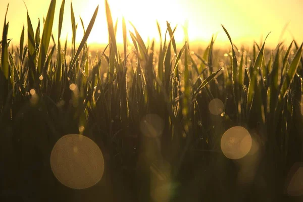 Disparo Selectivo Planta Verde Amanecer — Foto de Stock