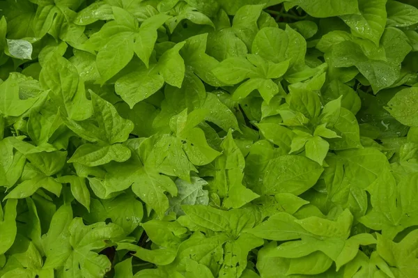 Primer Plano Alto Ángulo Algunas Hojas Menta Cubiertas Rocío Matutino —  Fotos de Stock