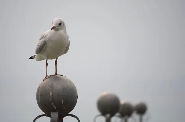 Closeup Shot Seagull Standing Stone Statue Gray Background — Stock Photo, Image