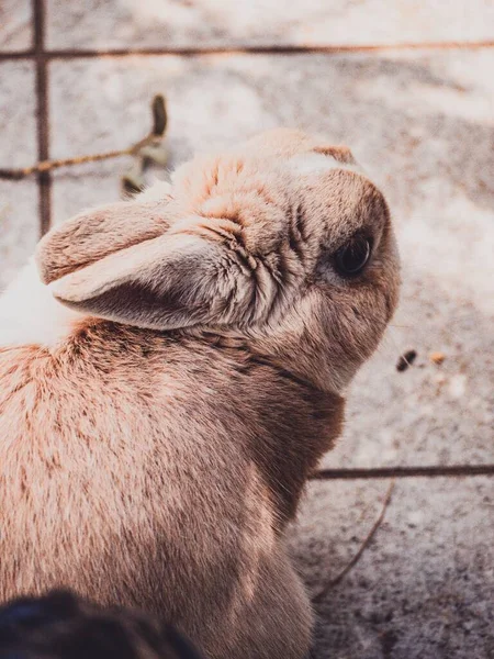 オレンジと白の毛皮を持つかわいいウサギの高角度垂直ショット — ストック写真