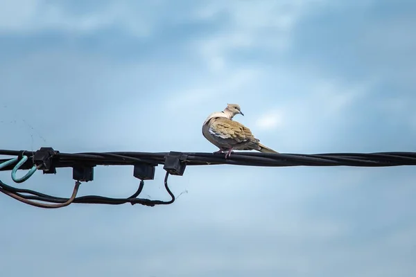 Eine Weiß Geflügelte Taube Die Auf Einem Alten Stromkabel Sonnenlicht — Stockfoto