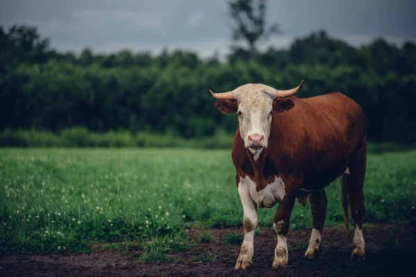 Uma Vaca Marrom Campo Verde Dia Sombrio — Fotografia de Stock