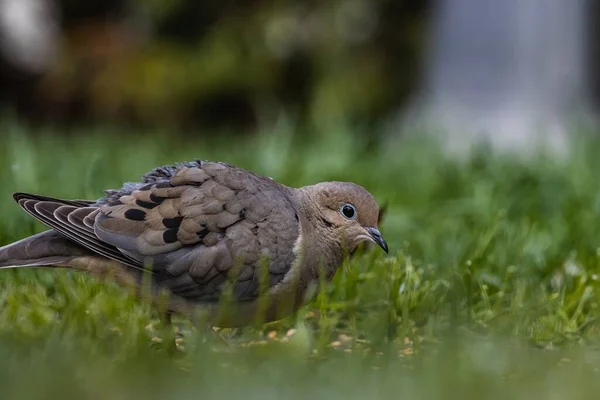 Selective Focus Shot Pigeon Grass Covered Field Captured Park — Stock Photo, Image