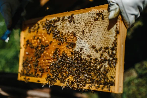 Detailní Záběr Farmáře Držícího Úlový Rám Včelami Něm — Stock fotografie