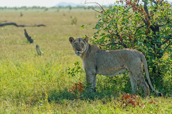 Beautiful Shot Lioness Standing Staring Camera Large Field Daylight — Stock Photo, Image