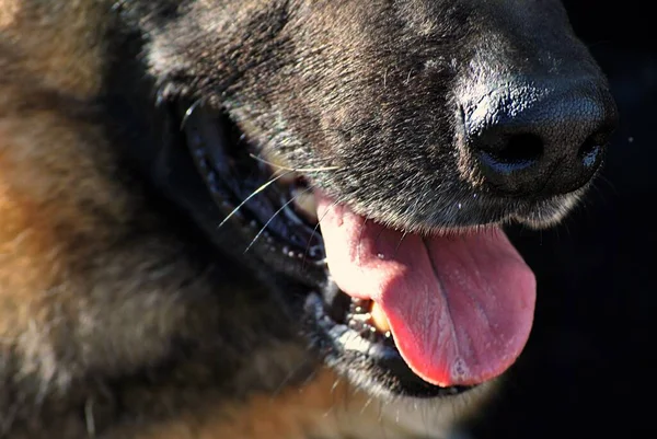 一只德国牧羊犬在户外的特写镜头 — 图库照片