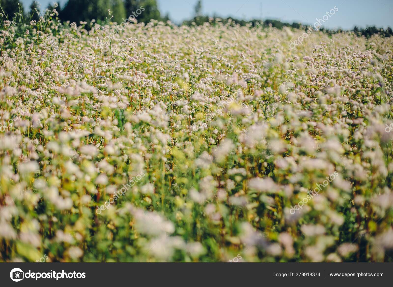 Primer Plano Campo Con Flores Blancas Día Soleado: fotografía de stock © Wirestock #379918374 | Depositphotos Primer Plano Campo Con Flores Blancas Día Soleado: fotografía de stock © Wirestock #379918374 | Depositphotos