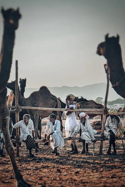 Pushkar India Listopada 2019 Wielbłądzi Pasterze Siedzą Razem Wielbłądami Pushkar — Zdjęcie stockowe