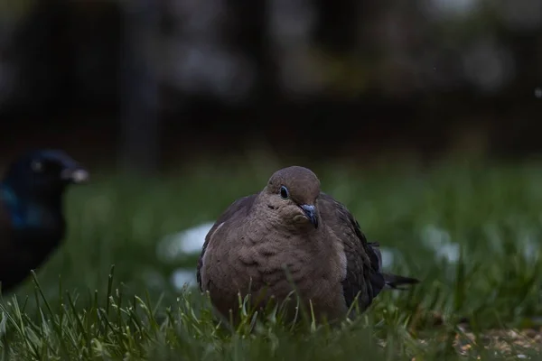 Selective Focus Shot Pigeon Raven Grass Covered Field — Stock Photo, Image