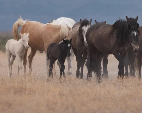 Uma Bela Vista Grupo Cavalos Campo — Fotografia de Stock