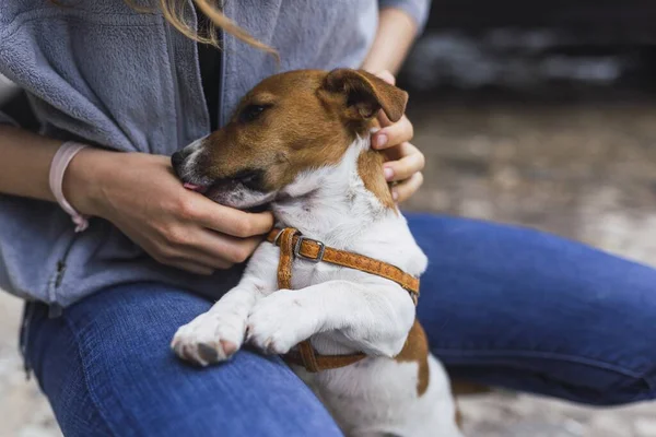 Närbild Liten Jack Russell Terrier Slickar Handen Person Solljuset — Stockfoto