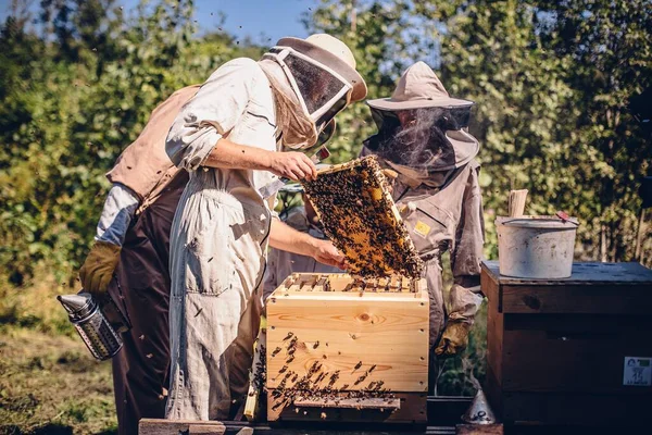 Méhészek Védőöltözetben Gyűjtik Mézet — Stock Fotó