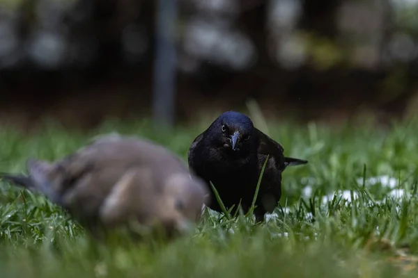 Mise Point Sélective Pigeon Corbeau Sur Champ Couvert Herbe — Photo