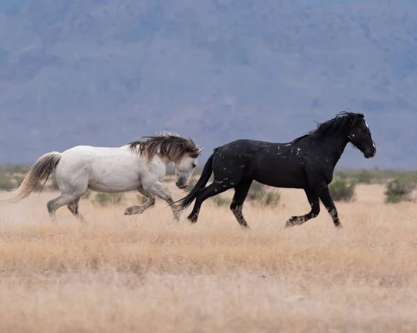 말들의 아름다운 — 스톡 사진