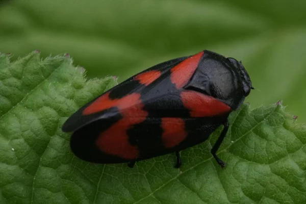 Tiro Close Froghopper Uma Folha Verde — Fotografia de Stock