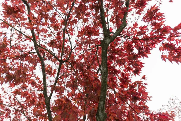 Albero Con Foglie Rosse Una Giornata Nuvolosa — Foto Stock