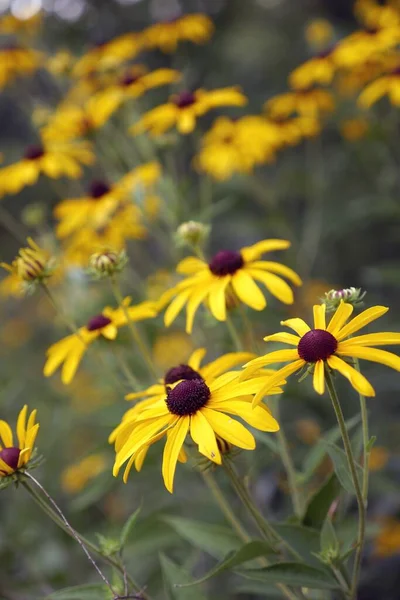 Una Toma Vertical Flores Silvestres Susan Ojos Negros Creciendo Pradera — Foto de Stock