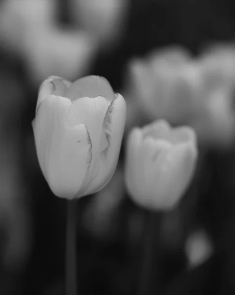 Die Graustufenaufnahme Der Tulpenblüten Auf Dem Feld — Stockfoto