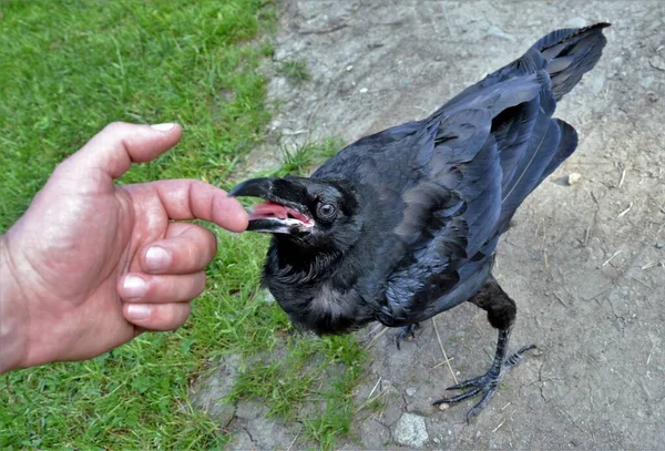 Closeup Shot Crow Biting Male Finger — Stock Photo, Image