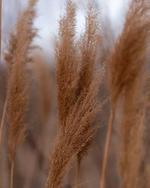 Das Trockene Buschgras Auf Dem Feld — Stockfoto