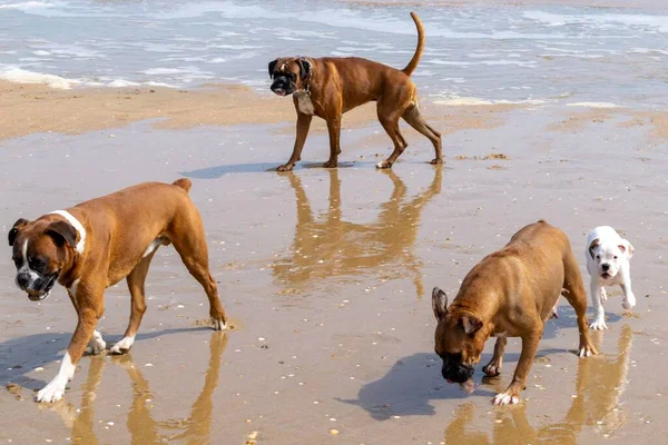 Πυγμάχοι Και Λευκό Γουατεμάλας Bull Terrier Παίζει Στην Παραλία — Φωτογραφία Αρχείου